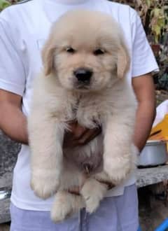 Golden retriever pedigree puppy for sale