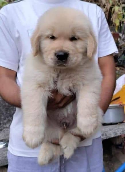 Golden retriever pedigree puppy for sale 0