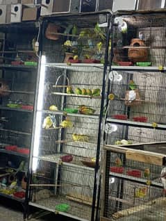 birds for sale near LDA AVENUE