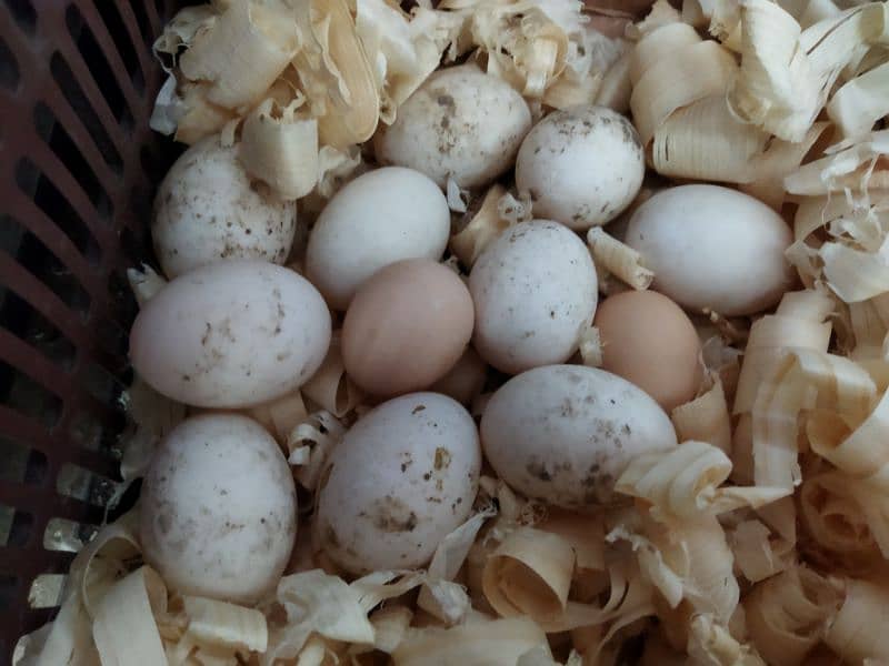 Ducks and Desi ( Misri ) Hen Fertile Eggs Available in Quantity 0