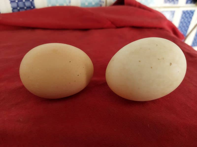 Ducks and Desi ( Misri ) Hen Fertile Eggs Available in Quantity 1