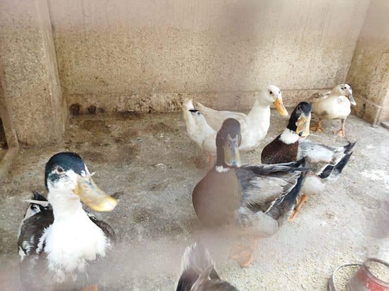 Ducks and Desi ( Misri ) Hen Fertile Eggs Available in Quantity 3