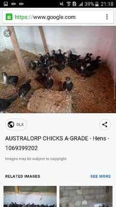Austrolorp chicks