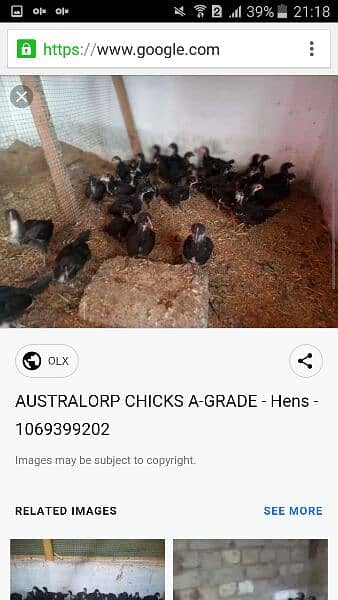 Austrolorp chicks 0