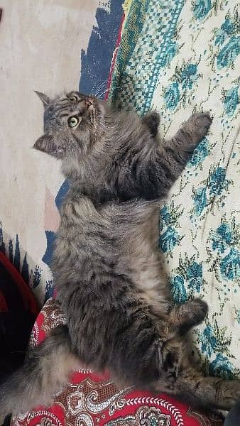 persian cat 1