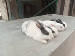 18 Rabbits  for sale in 8000 price is almost final
