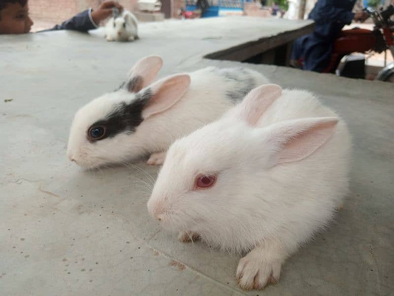 18 Rabbits  for sale in 8000 price is almost final 2