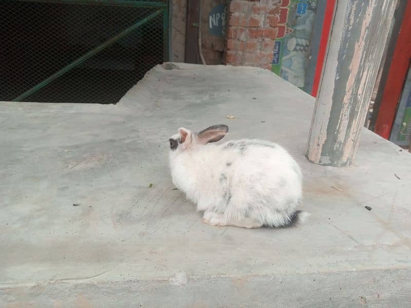 18 Rabbits  for sale in 8000 price is almost final 3