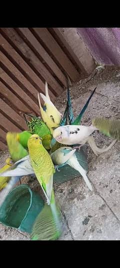 Australian birds with cage