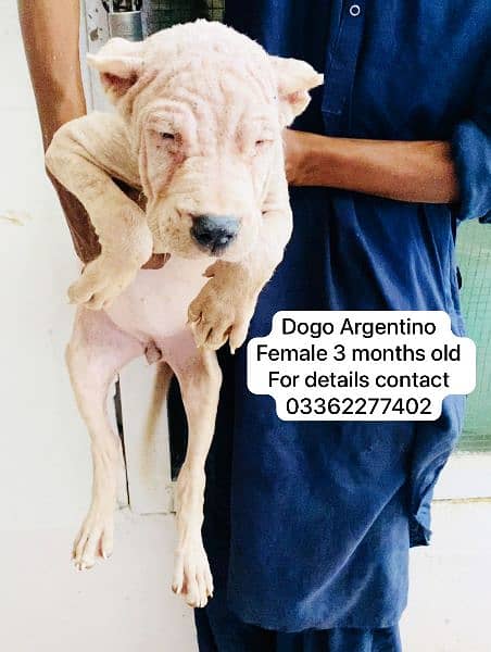 Dogo Argentino female puppy available for sale 0