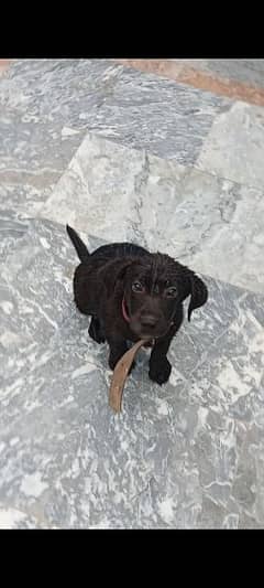 High quality male labrador puppy for sale in burewala
