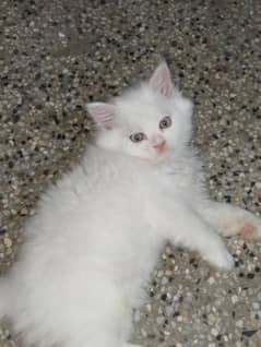 cute Persian cats