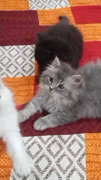 cute Persian cats 1