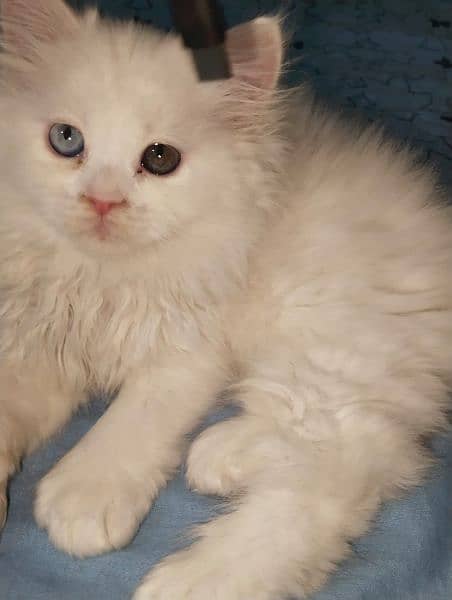 cute Persian cats 5