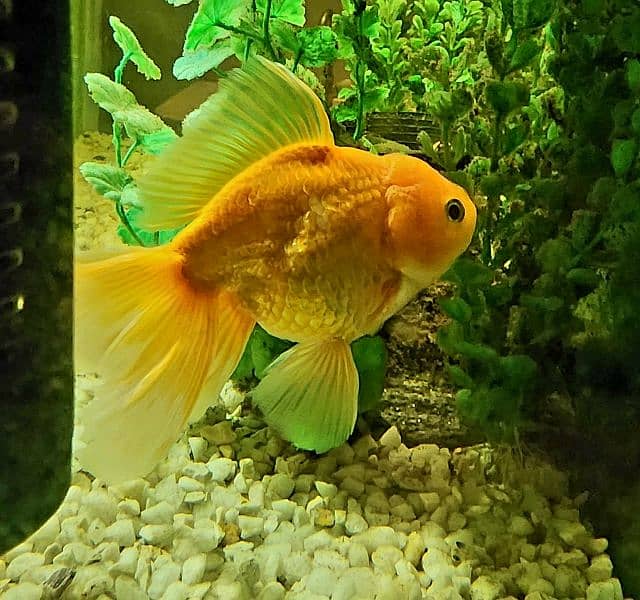 Fancy Gold Fish 0