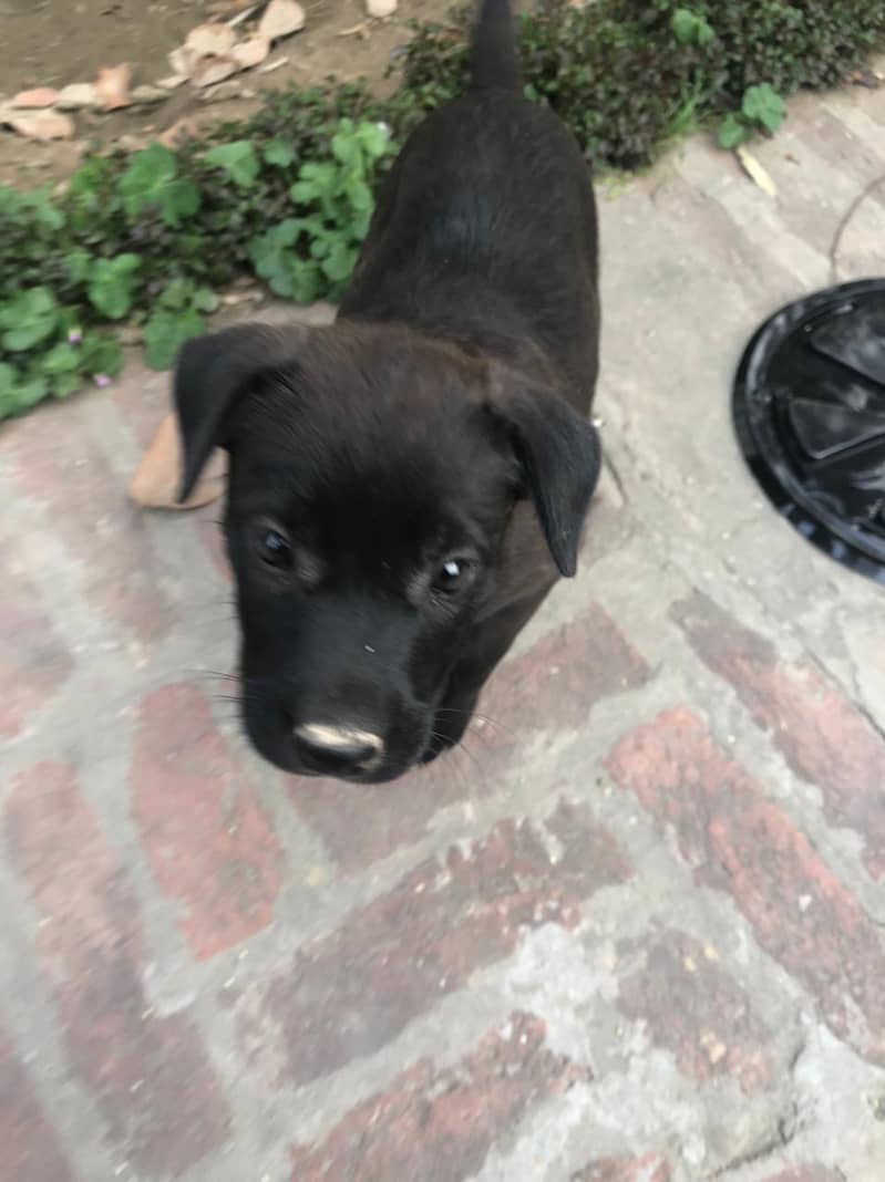 2 month old puppy for sale 0