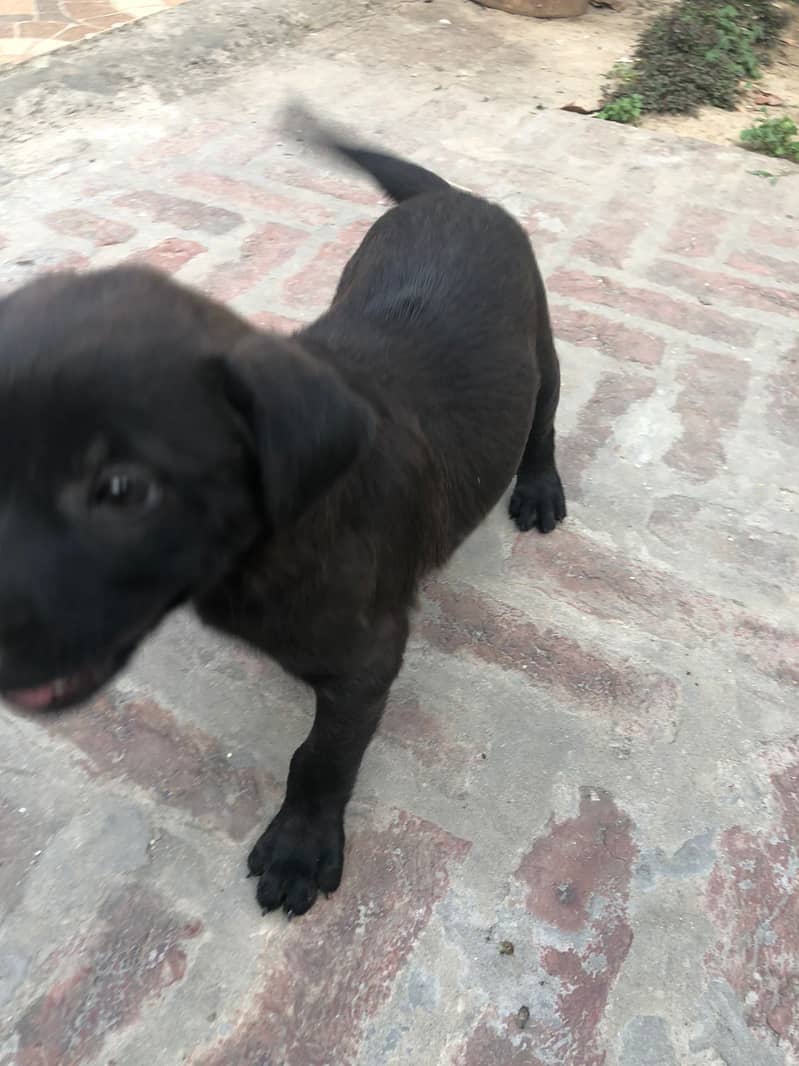 2 month old puppy for sale 1