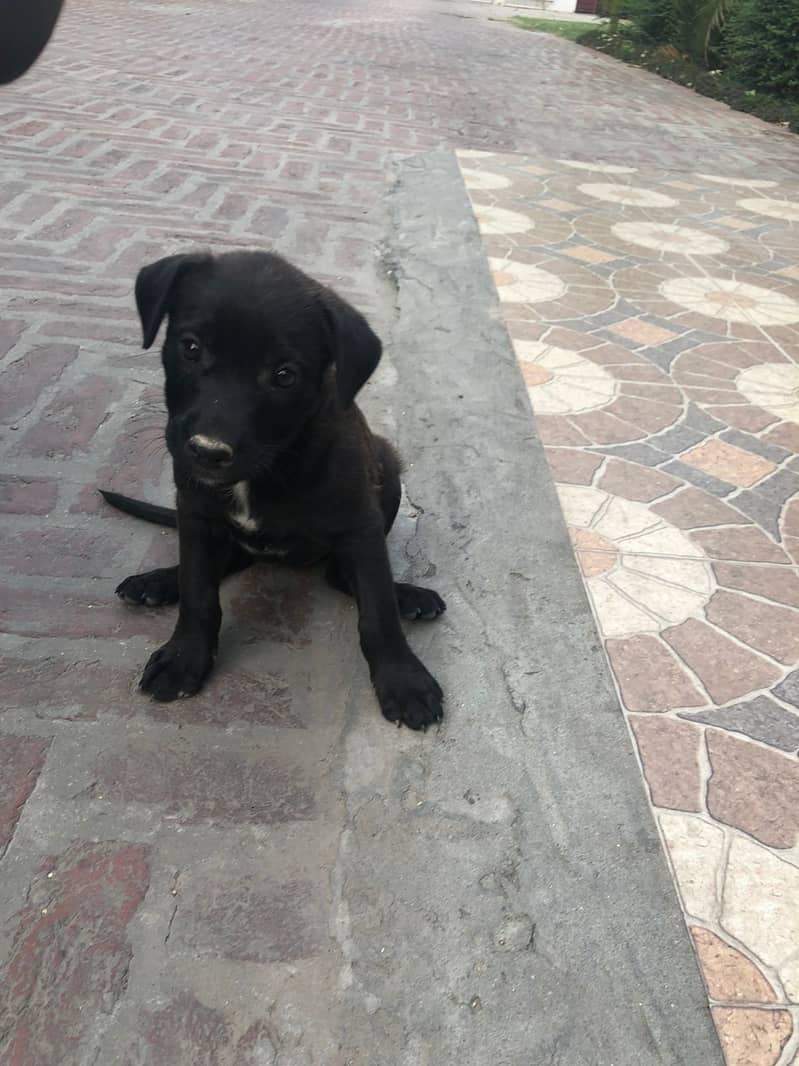 2 month old puppy for sale 2