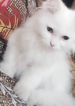 Persian baby cat original triple coat