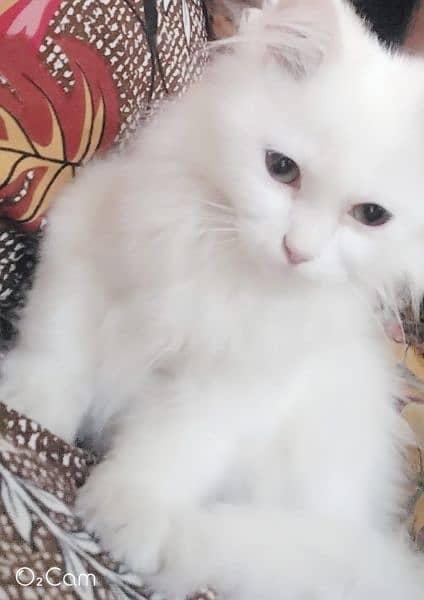 Persian baby cat original triple coat 0