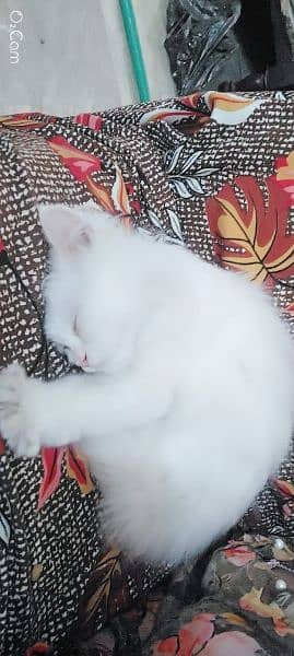 Persian baby cat original triple coat 1
