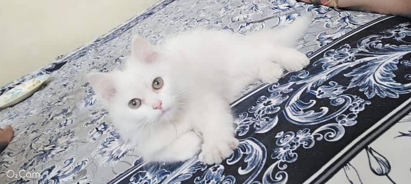 Persian baby cat original triple coat 2