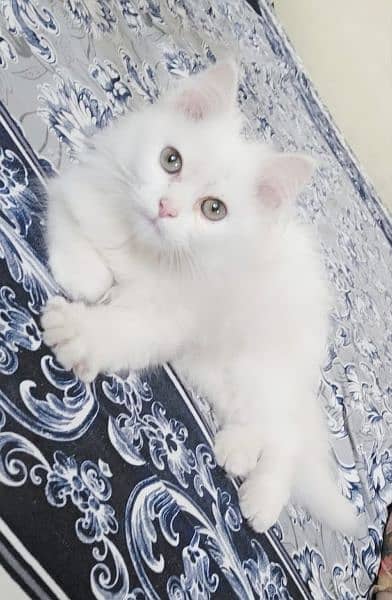 Persian baby cat original triple coat 3