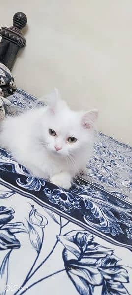 Persian baby cat original triple coat 4