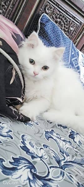 Persian baby cat original triple coat 5