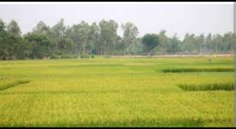 25 Kanal Agricultural land Available for Sale, Near Chakri interchange 0