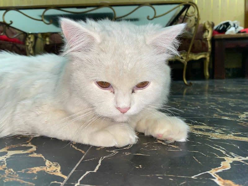 Persian _ triple coated , 9months old 2
