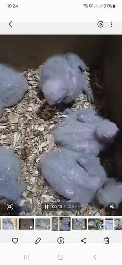 African grey BABY rate 1 baby ka hi