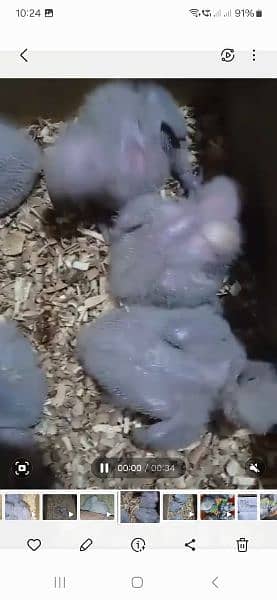 African grey BABY rate 1 baby ka hi 1
