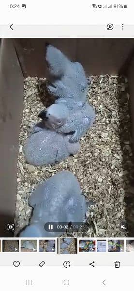 African grey BABY rate 1 baby ka hi 4