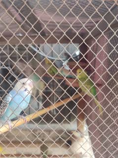 budgie Australian parrots