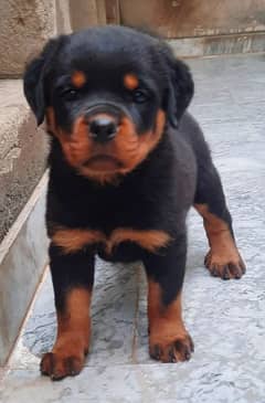 Pedigree female puppy from champion lines