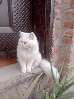 persian white cat