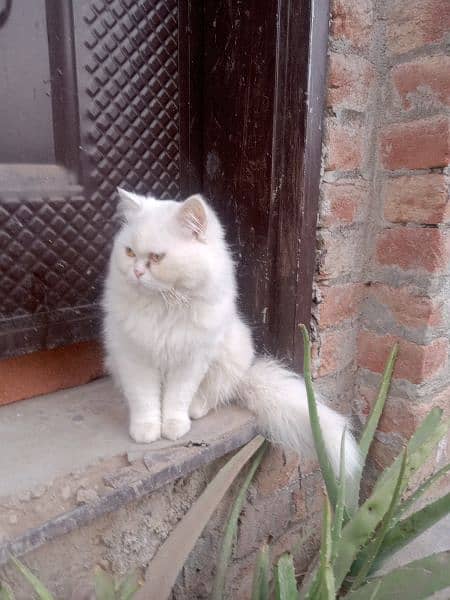 persian white cat 0