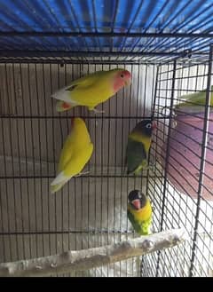 common Latino breeder pair black Mask yellow cheast  for sale