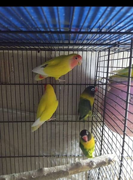 common Latino breeder pair black Mask yellow cheast  for sale 1