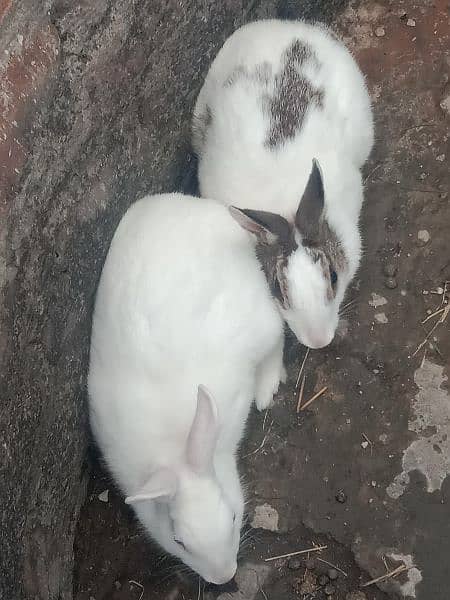 breed Rabbit . black& white 1