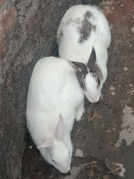 breed Rabbit . black& white 2