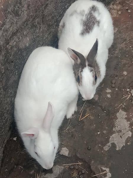 breed Rabbit . black& white 3