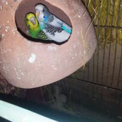 Budgies healthy and active breeder pairs. Please read the description.