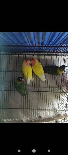 common Latino breeder pair black Mask yellow cheast  for sale 4