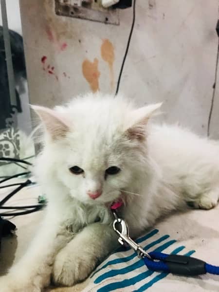 persian kitty 9
