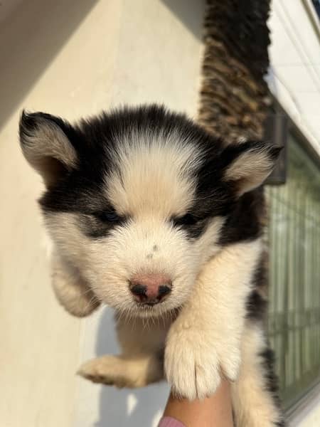 Siberian Husky Puppy Double Coat 1