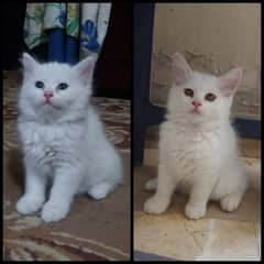 Persian female kitten looking for new home