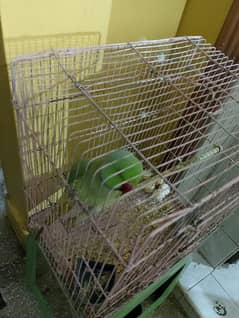 ringneck green parrot for sale