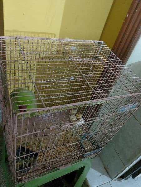 ringneck green parrot for sale 1